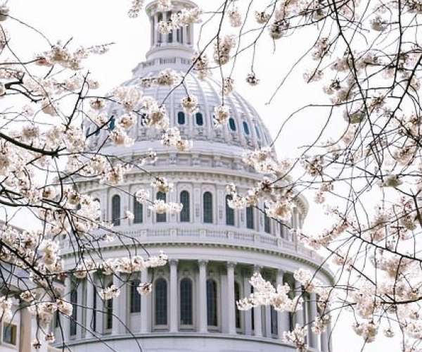 photo of Washington DC cherry blossoms for car shipping