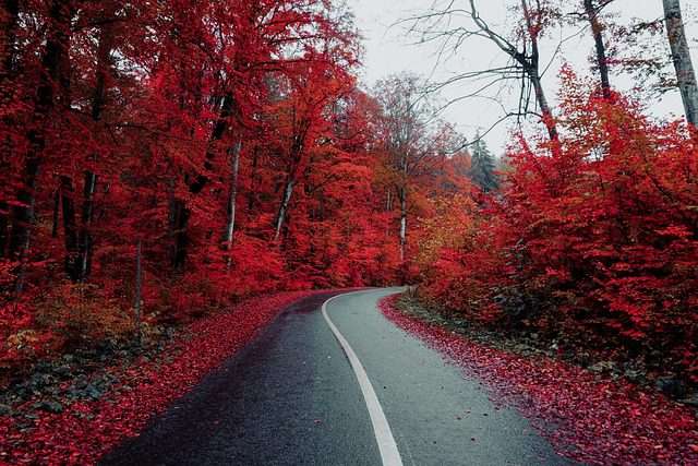 photo of car shipping across country on vibrant red autumn leaf road